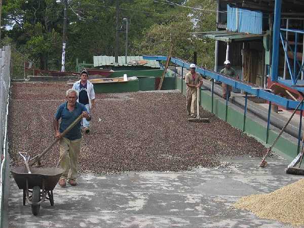Kaffee trocknen in Boquete, einem Bezirk in der Provinz Chiriqui, Panama