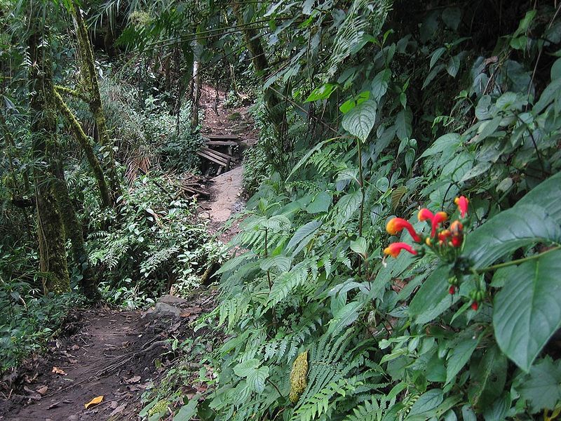 Sendero de los Quetzales, Nationalpark Volcan Baru