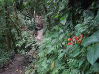 Sendero de los Quetzales, Nationalpark Volcan Baru