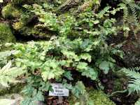 Adiantum tenerum