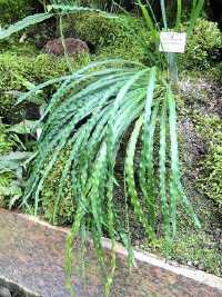 Campyloneurum angustifolium