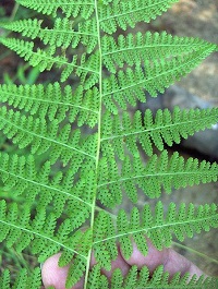 Dennstaedtia bipinnata