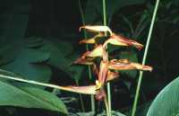 Heliconia irrasa