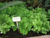 Selaginella martensii: