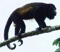 Mantelbrüllaffe (Alouatta palliata)