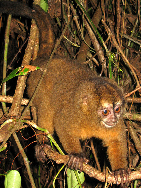 Panama-Nachtaffe (Aotus zonalis)