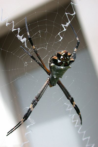 Argiope argentata