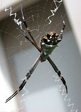 Argiope argentata