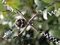 Argiope argentata