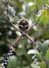 Argiope argentata