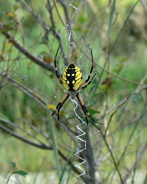 Argiope aurantia