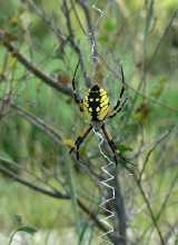 Gold-Wespenspinne (Argiope aurantia)