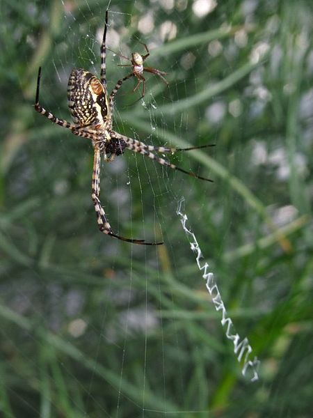 Argiope trifasciata