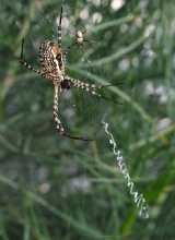 Argiope trifasciata