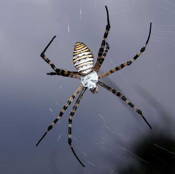 Argiope trifasciata