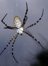 Argiope trifasciata