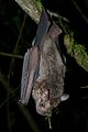 Jamaika-Fruchtfledermaus (Artibeus jamaicensis)