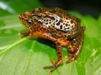 Toad Mountain Harlequin Frog (Atelopus certus)