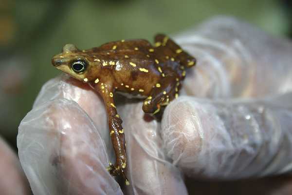 Pirre-Stummelfußfrosch (Atelopus glyphus)