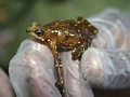 Pirre-Stummelfußfrosch (Atelopus glyphus)