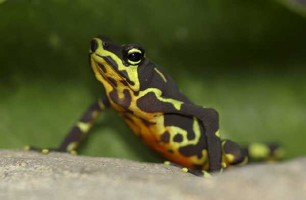 Limosa-Stummelfußfrosch (Atelopus limosus)