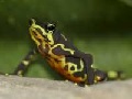 Limosa-Stummelfußfrosch (Atelopus limosus)