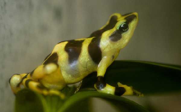 Bunter Stummelfuß (Atelopus varius)