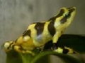 Bunter Stummelfuß (Atelopus varius)