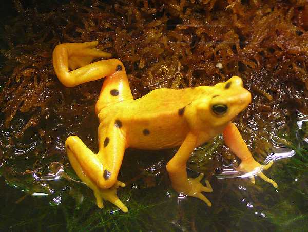 Panama-Stummelfußfrosch (Atelopus zeteki)