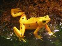 Panama-Stummelfussfrosch (Atelopus zeteki)