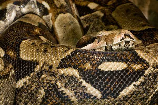 Abgottstange (Boa constrictor)