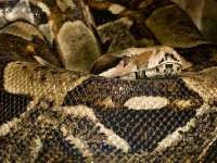 Abgottstange (Boa constrictor)