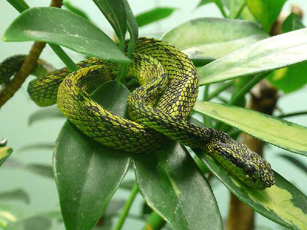 Schwarzgefleckte Palmlanzenotter (Bothriechis nigroviridis)