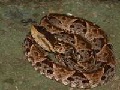 Terciopelo-Lanzenotter (Bothrops asper)