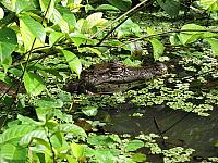 Krokodilkaiman (Caiman crocodilus)