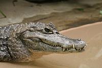 Krokodilkaiman (Caiman crocodilus)