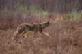 Kojote (Canis latrans)