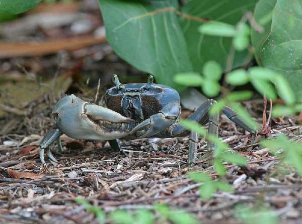 Westatlantische Landkrabbe (Cardisoma guanhumi)