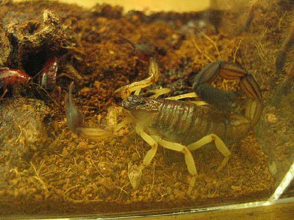 Centruroides bicolor