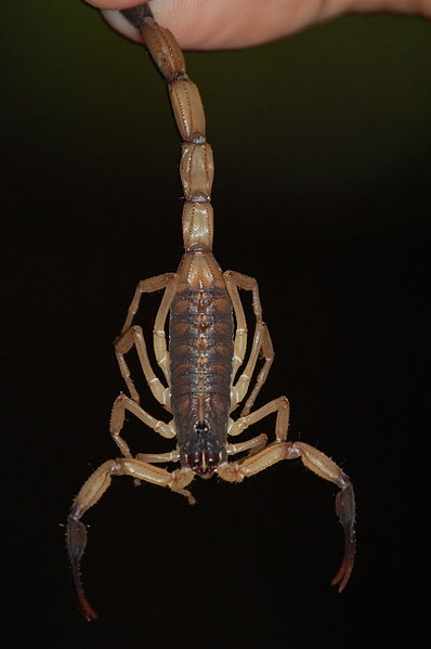 Centruroides limbatus