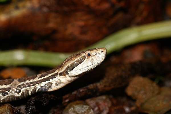 Godmans Berggrubenotter (Cerrophidion godmani)