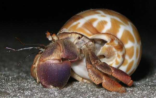 Karibischer Einsiedlerkrebs (Coenobita clypeatus)