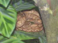 Ringelboa (Corallus annulatus)