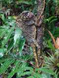 Helmleguan (Corytophanes cristatus)