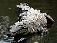 Spitzkrokodil (Crocodylus acutus)