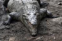 Spitzkrokodil (Crocodylus acutus)