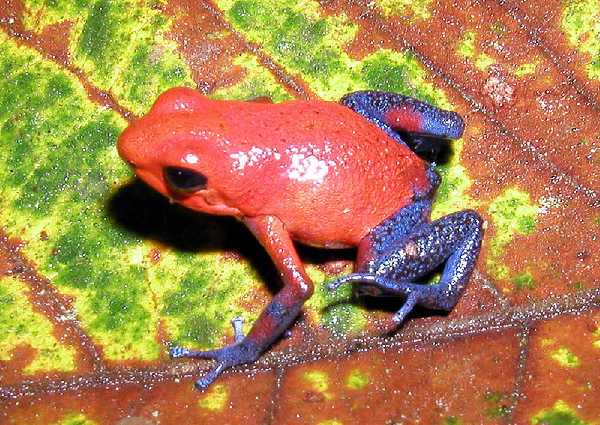 Erdbeerfrosch (Dendrobates pumilio)