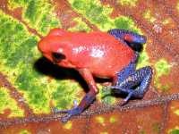 Erdbeerfrosch (Dendrobates pumilio)