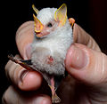 Weiße Fledermaus (Ectophylla alba)