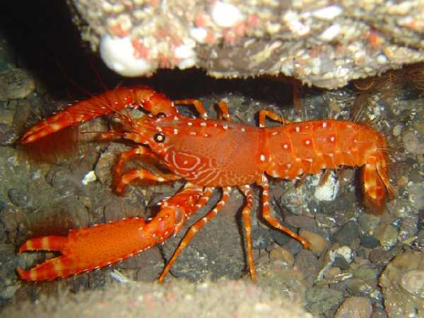 Roter Atlantik Riffhummer (Enoplometopus antillensis)